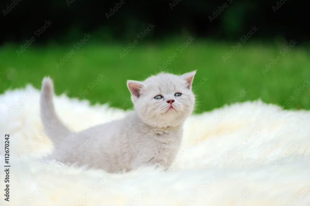 Kitten on white blanket