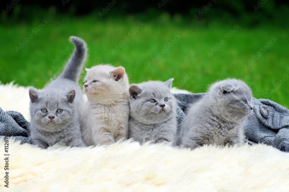 Four kitten on white blanket