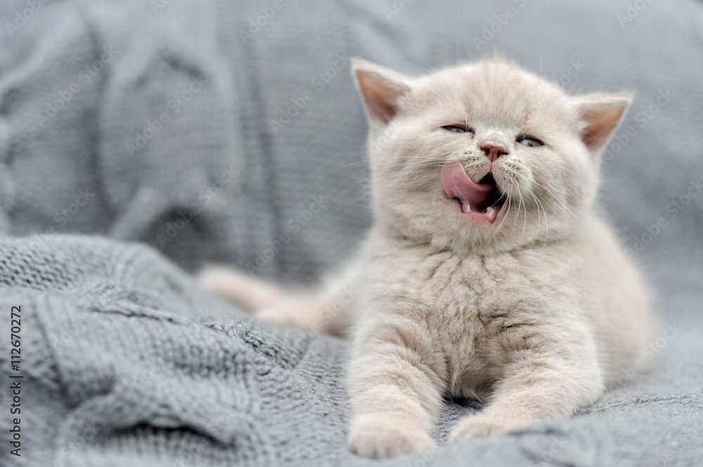 Little kitten on gray cloth