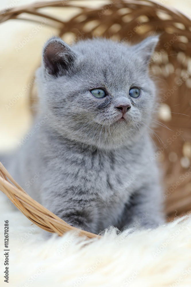 Little kitten sitting in the basket