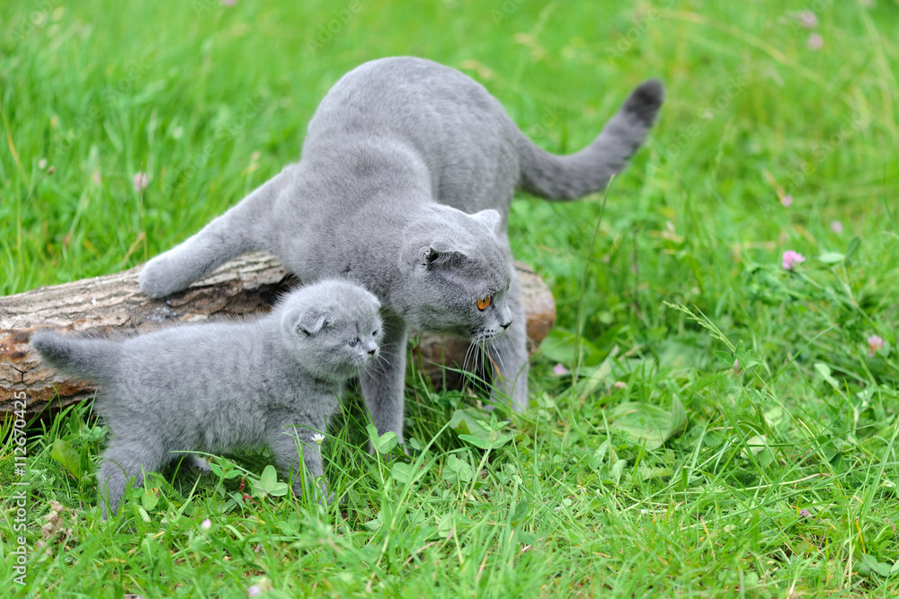 猫和小猫在大自然中