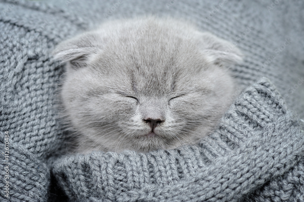 Gray kitten sleep in gray clouth