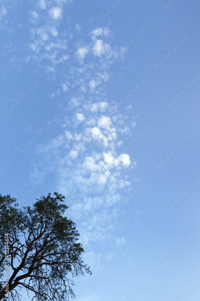 blue sky and a tree