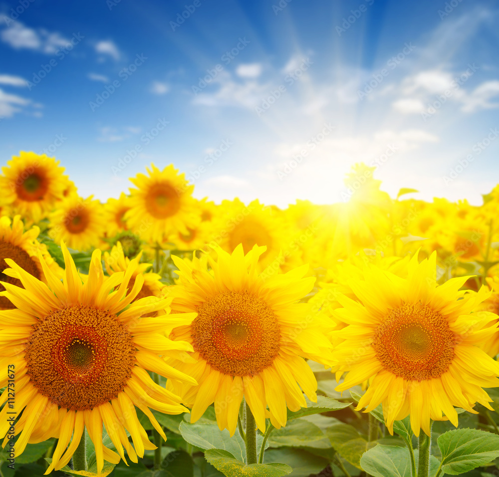  sunflowers and sun