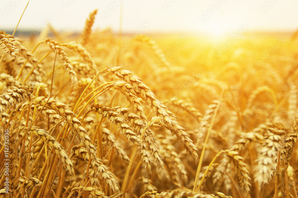  Wheat field on sun