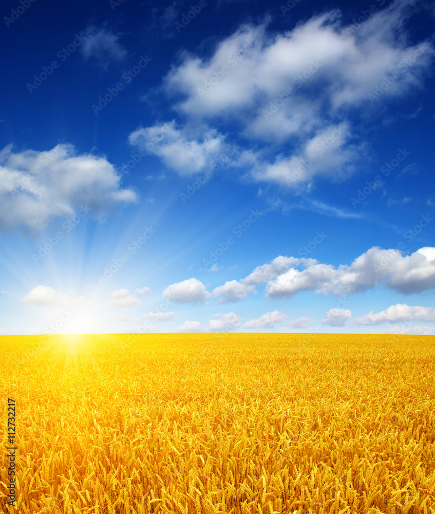 wheat field and sun