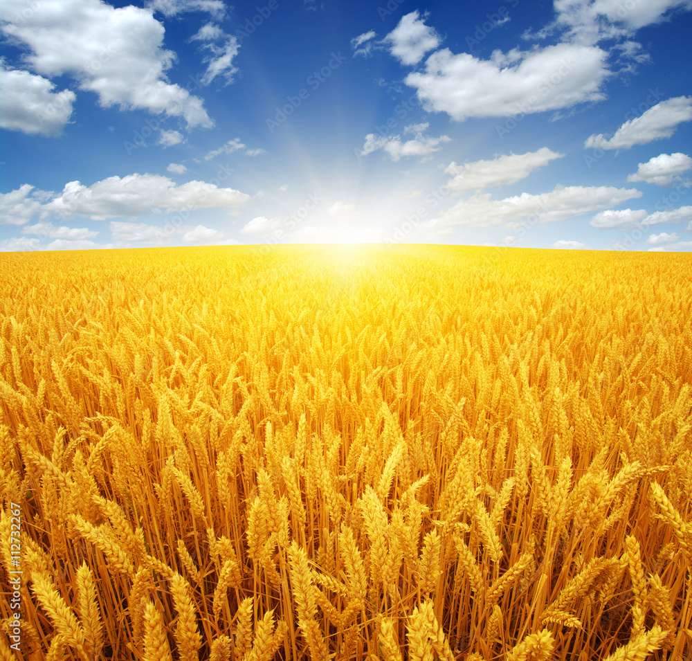 wheat field and sun