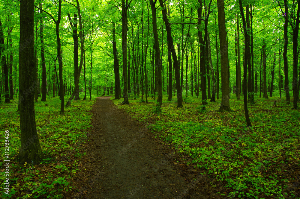 green forest