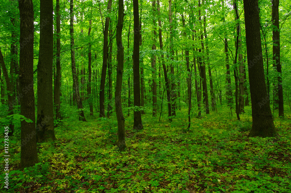 beautiful green forest