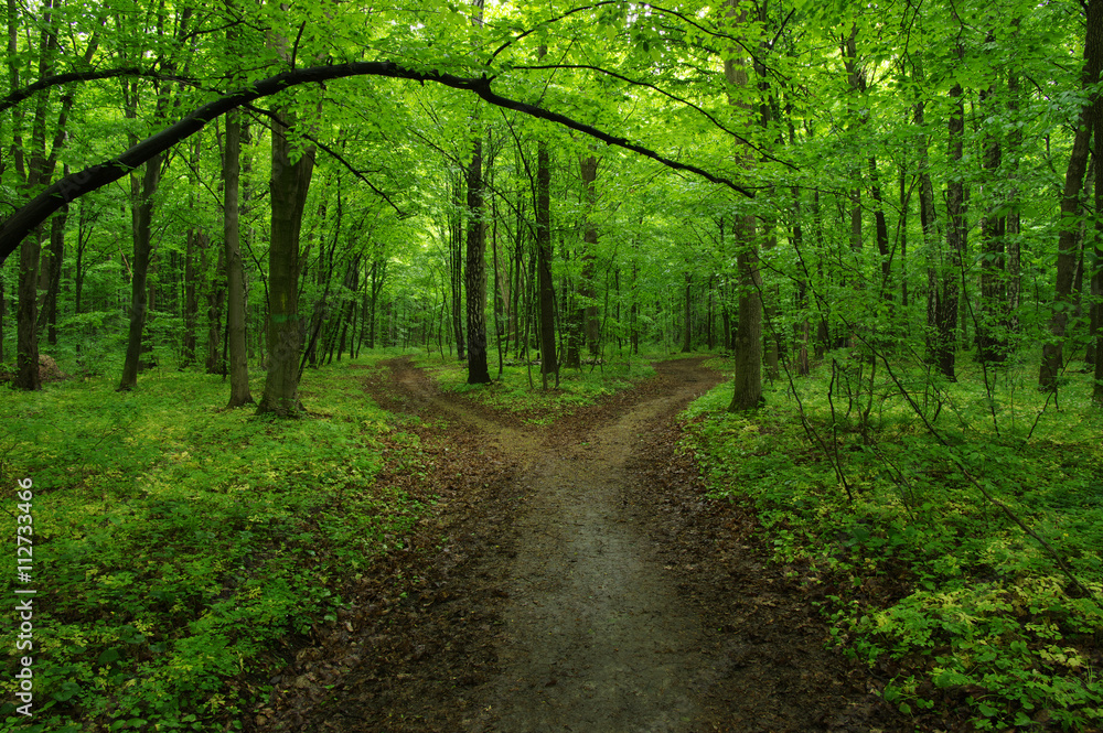 green forest