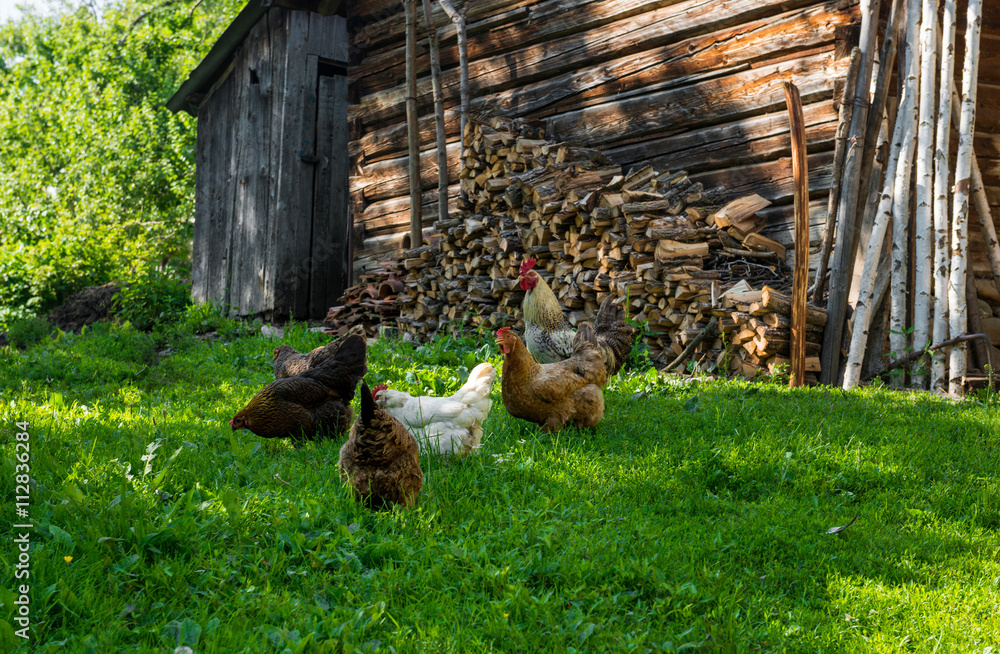 Chickens on a poultry yard