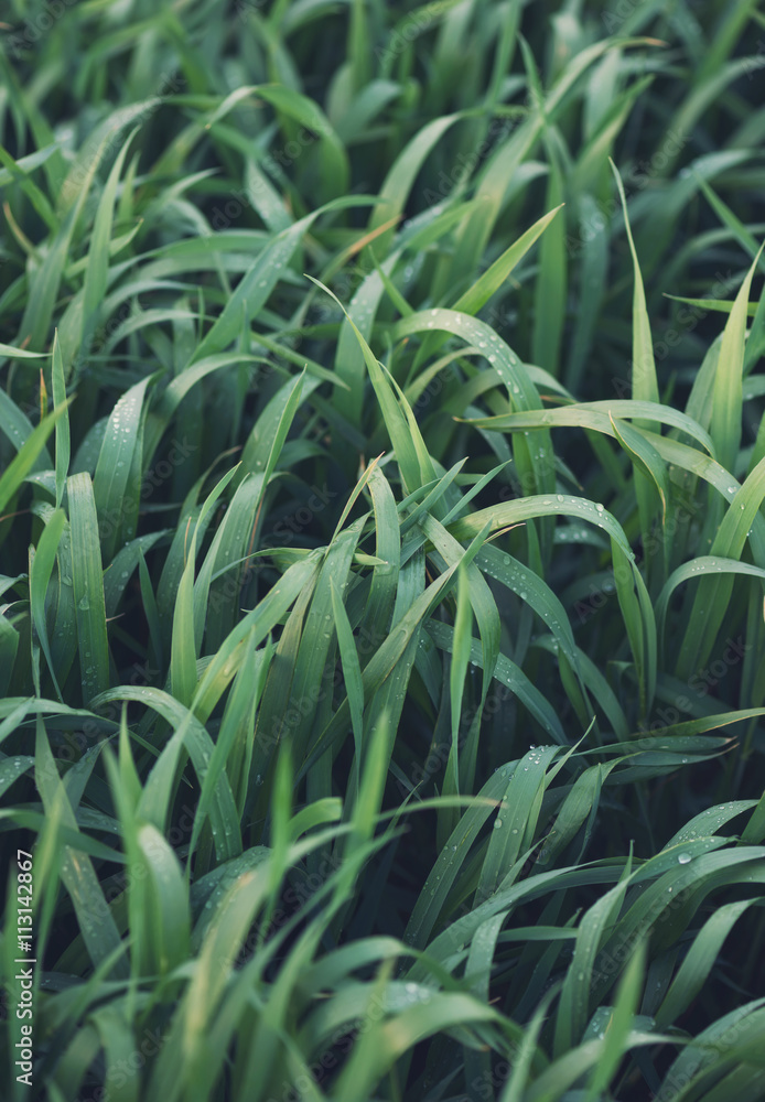 Grass as a background. Beautiful natural background in the summer time