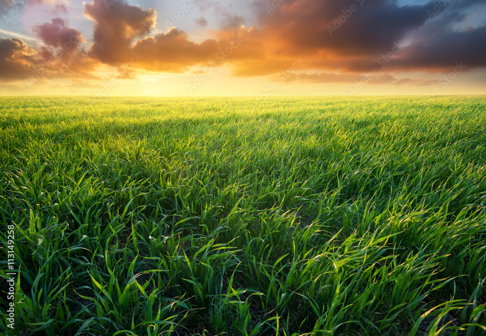 Grass on the field during sunrise. Agricultural landscape in the summer time