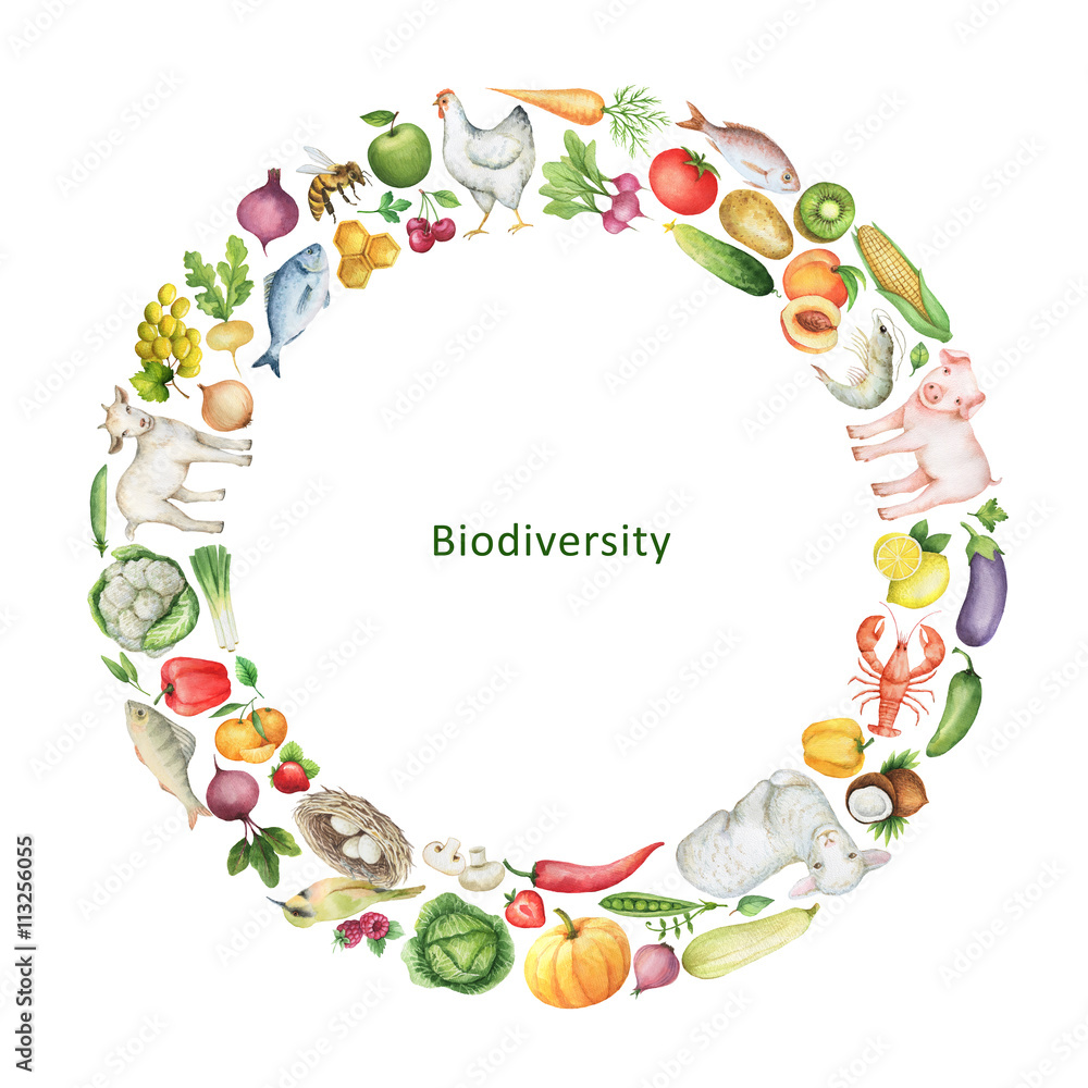 健康食品的水彩生物多样性概念插图。