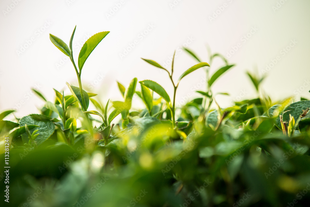 绿茶芽和新鲜的叶子。茶园。