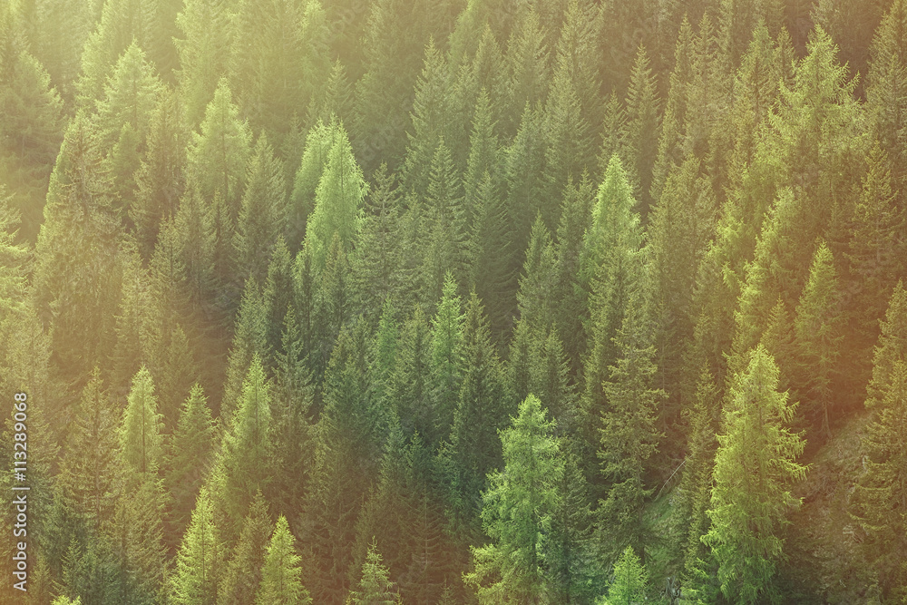 Healthy green trees in a forest of old spruce, fir and pine