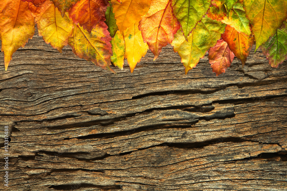 Beautiful fallen autumn leaves  with wood background