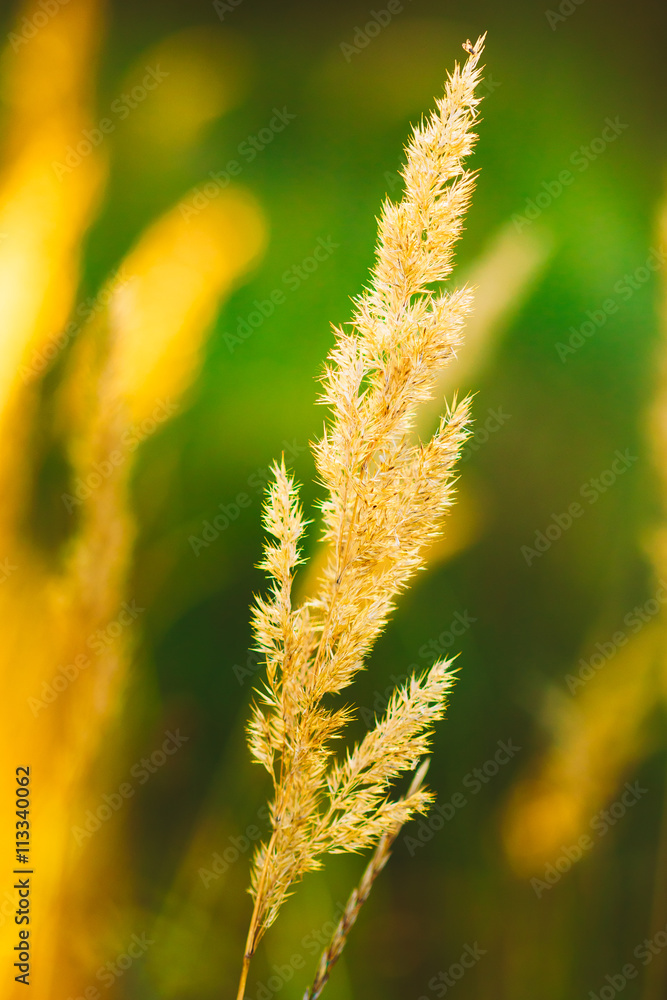 Beautiful Stem Dry Grass In Sunset Sunlight. Summer