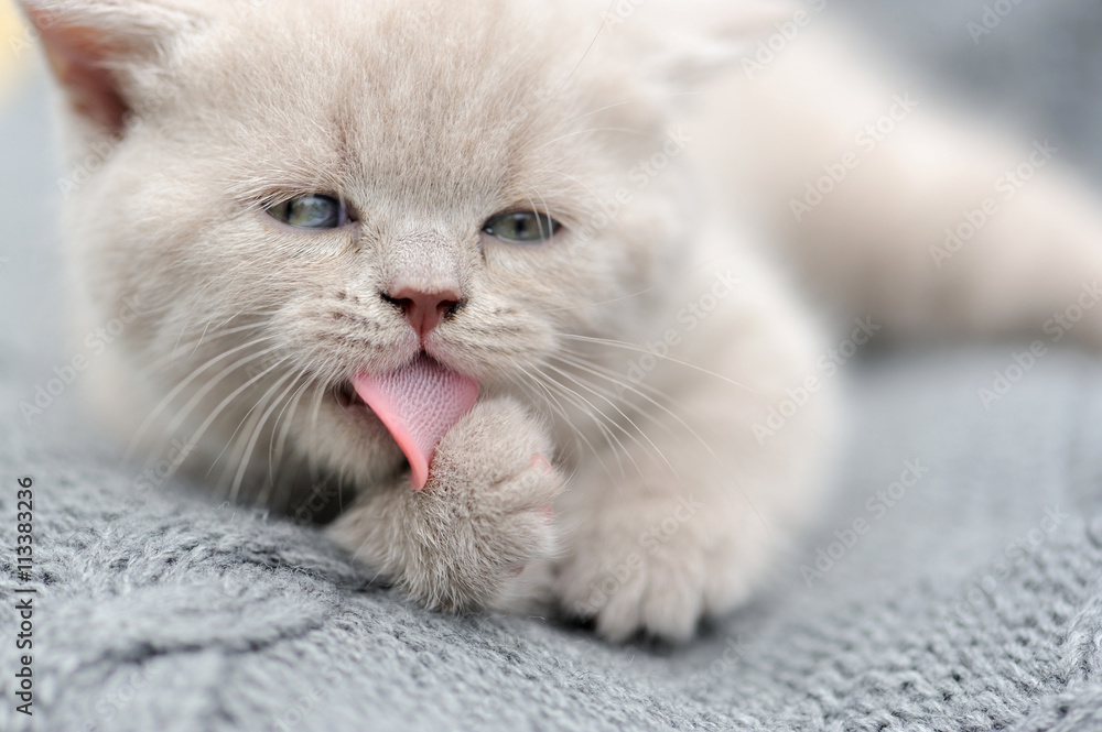 Little kitten on gray cloth