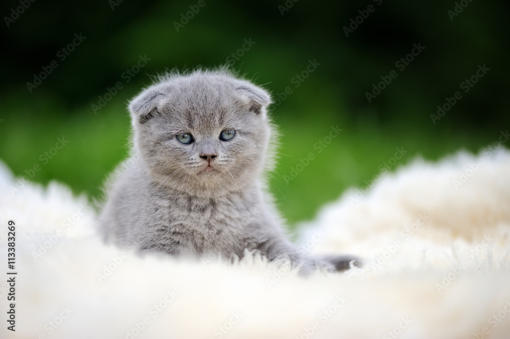 Kitten on white blanket