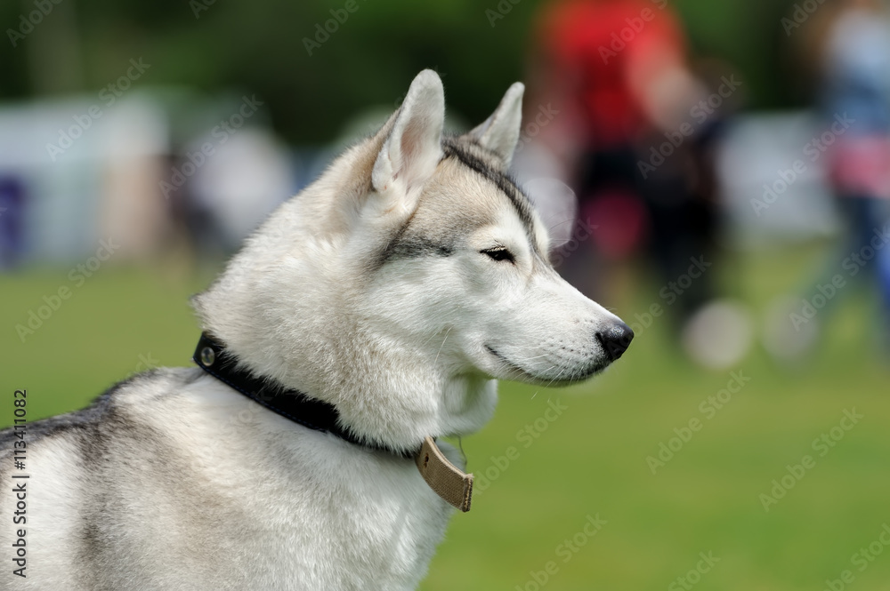 Siberian Husky dog