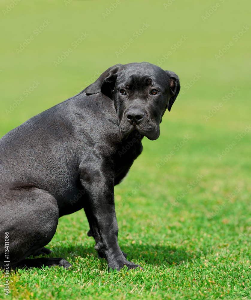 拉布拉多寻回犬