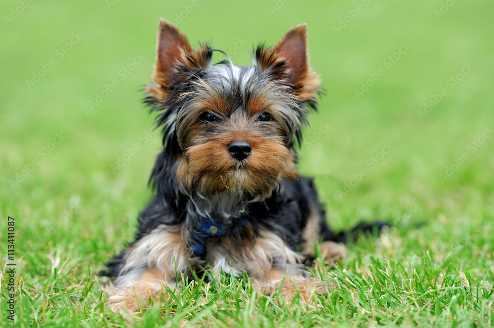 Yorkshire Terrier dog