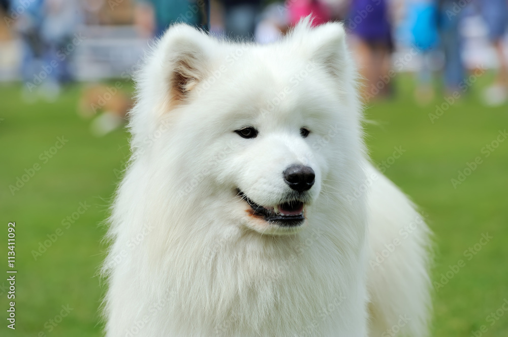 White Samoyed portrait