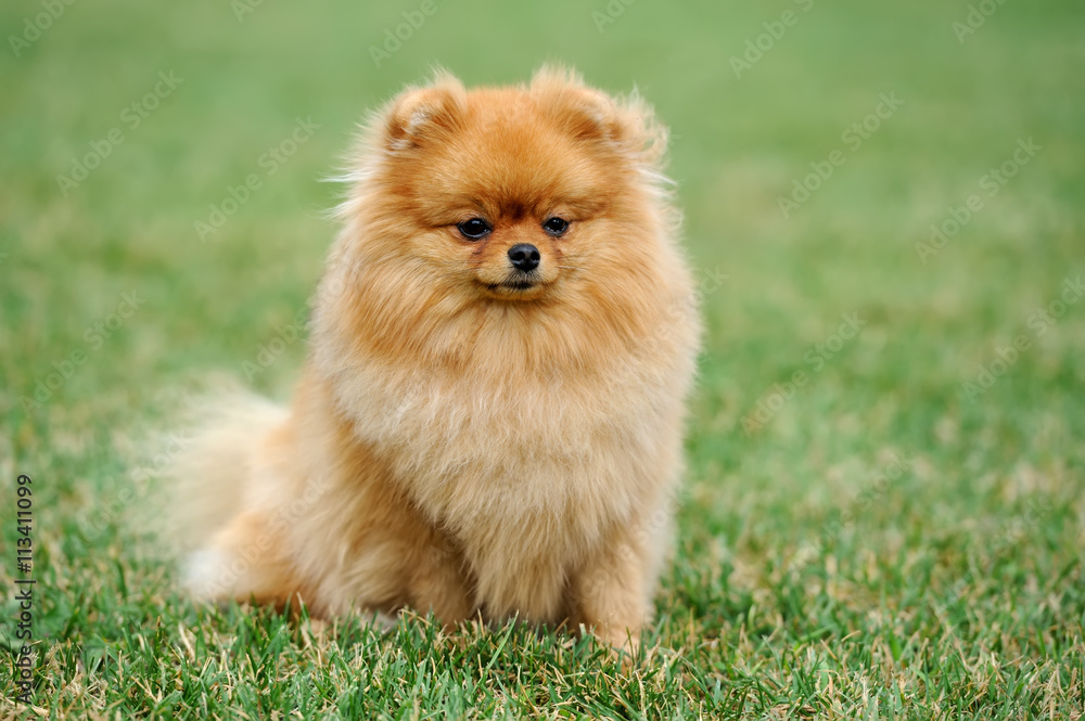 Brown pomeranian dog