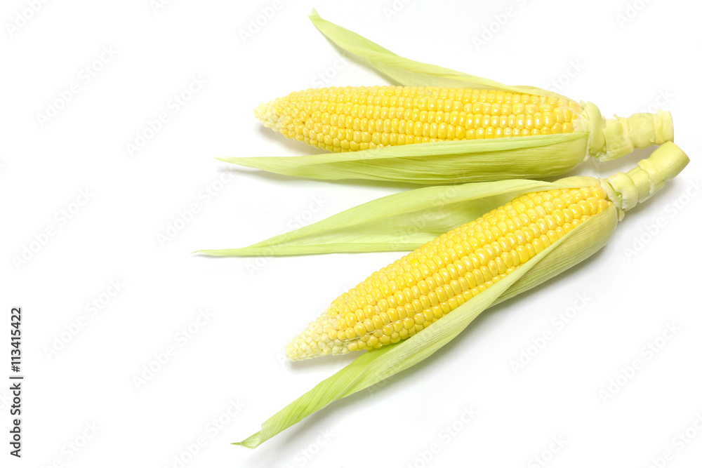 Japanese fresh corn in white