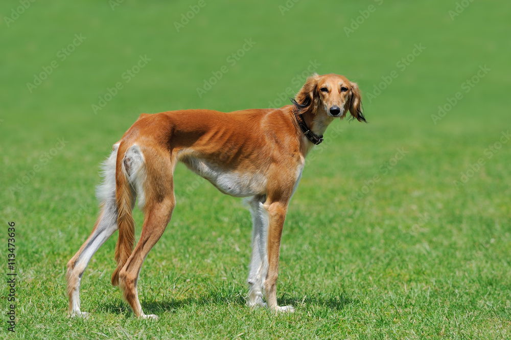 草丛中的猎狼犬