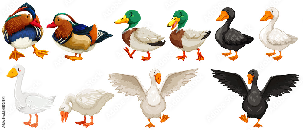 Different kind of ducks and goose