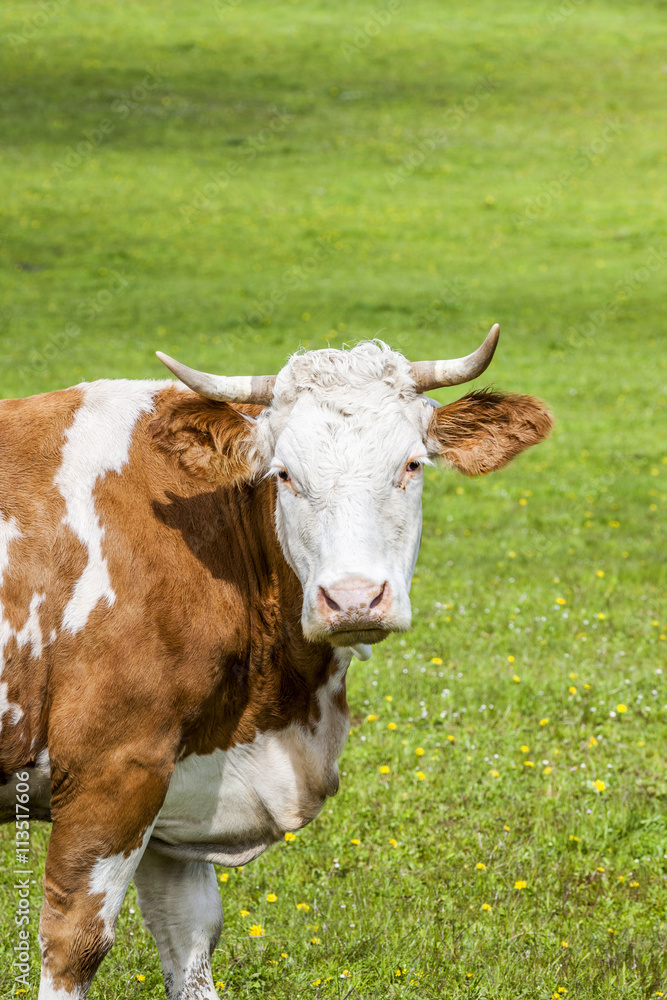 Gescheckte Kuh auf der wEide