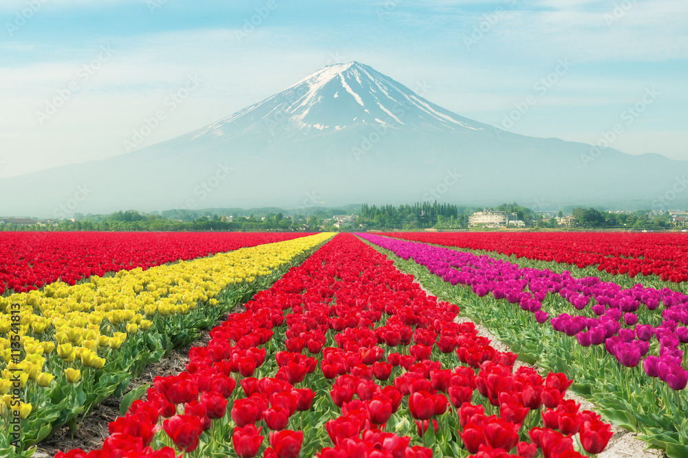 富士山的日本郁金香景观。五颜六色的郁金香。