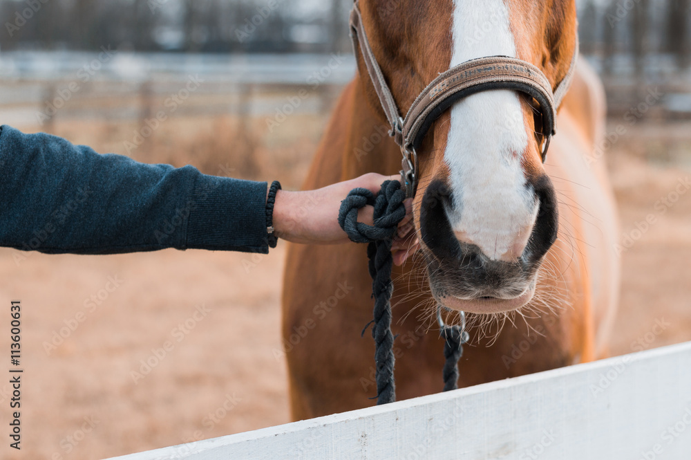 Horse nose. Horse close up. Holding horse.