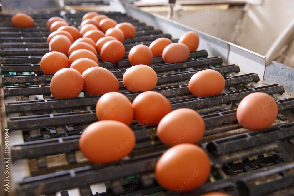 Fresh and raw chicken eggs on a conveyor belt