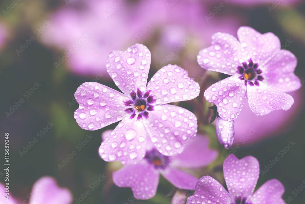 雨后的福禄考钻形花。花也被称为匍匐福禄考、苔藓福禄考和苔藓粉色