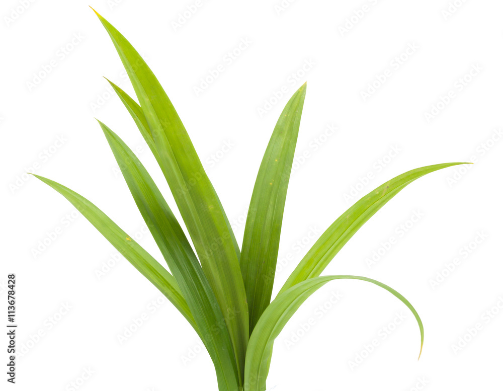 closeup green fresh pandan leaves