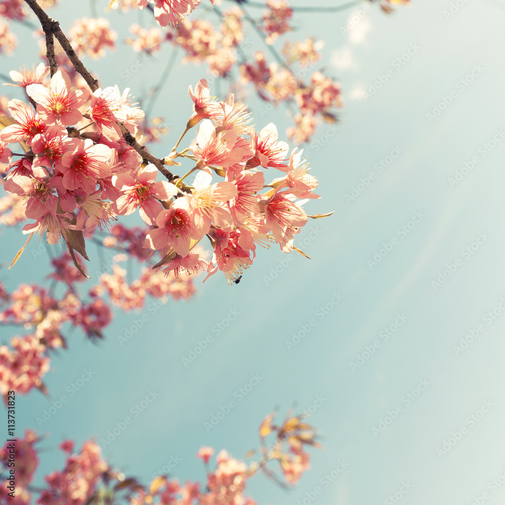 Vintage cherry blossom - sakura flower. nature background  (retro filter effect color)