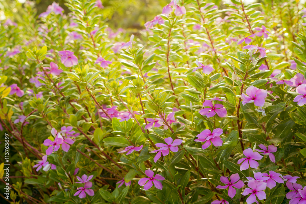 Flowers. Warm tone image of flowers. Morning sunlight shines on flowers.