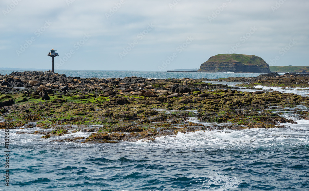 Seal rock island the biggest seals colony near Phillip island of Victoria state of Australia.