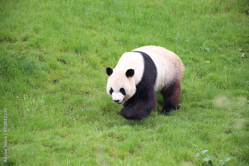 Großer Panda bewegt sich