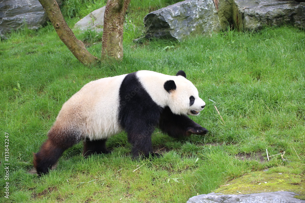 Großer Panda bewegt sich