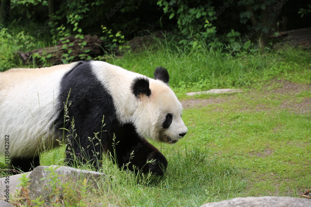 Großer Panda bewegt sich