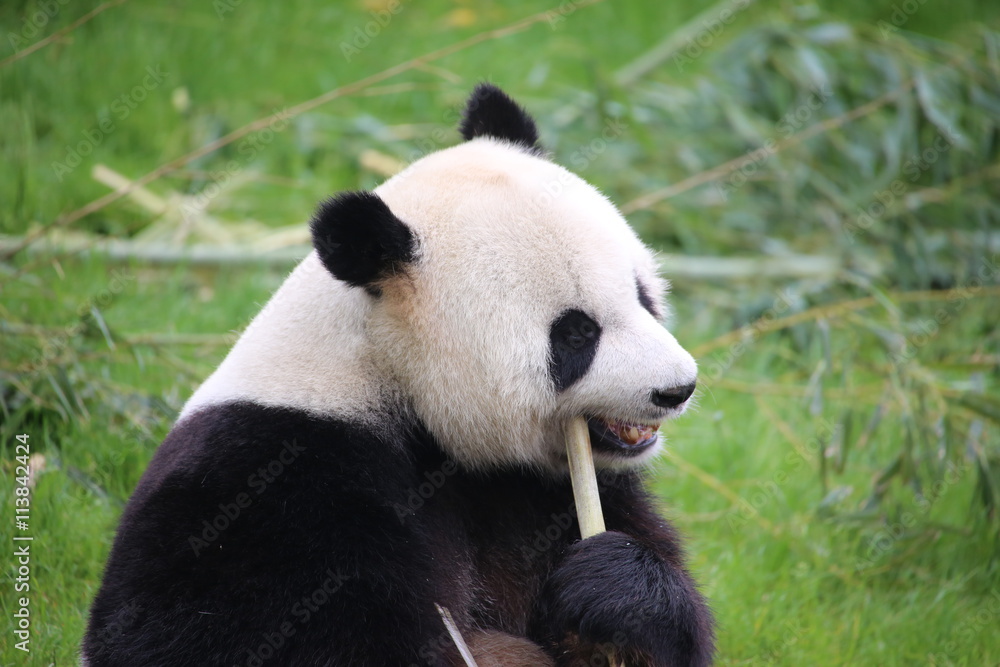 Großer Panda frisst Bambus