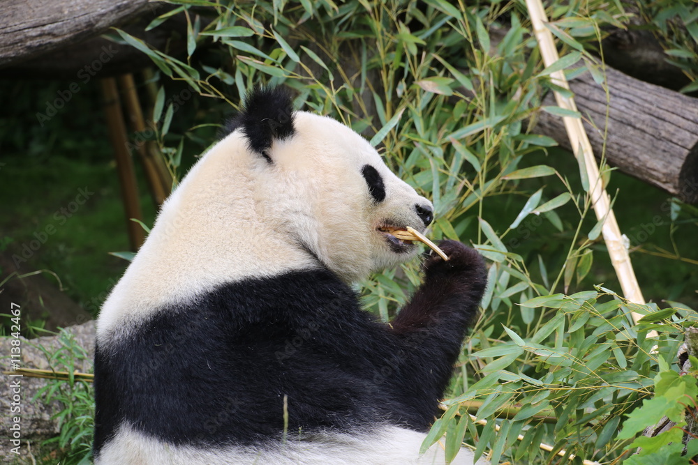 Großer Panda frisst Bambus