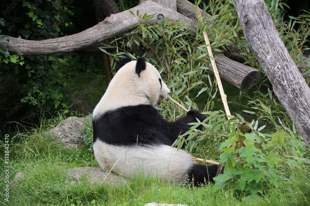 Großer Panda frisst Bambus