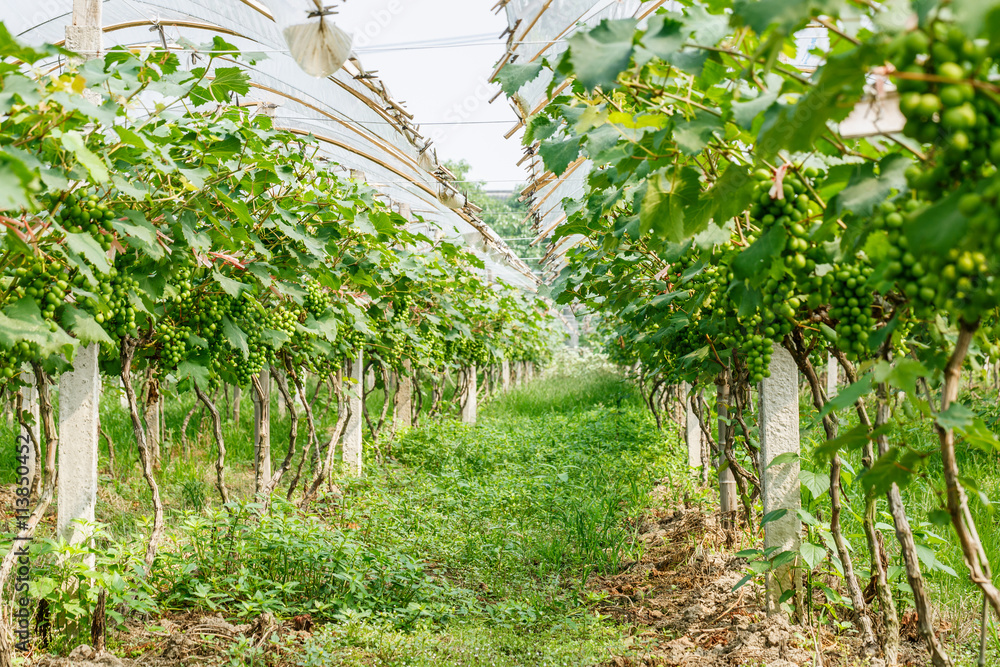 grapes with green leaves on the vine