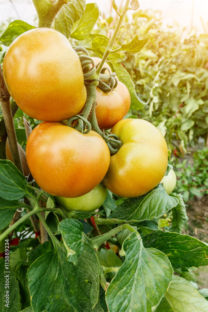 Ripe tomatoes grown in greenhouses