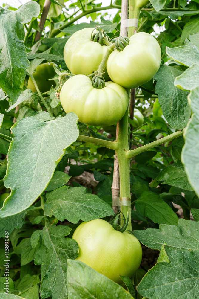 Ripe tomatoes grown in greenhouses